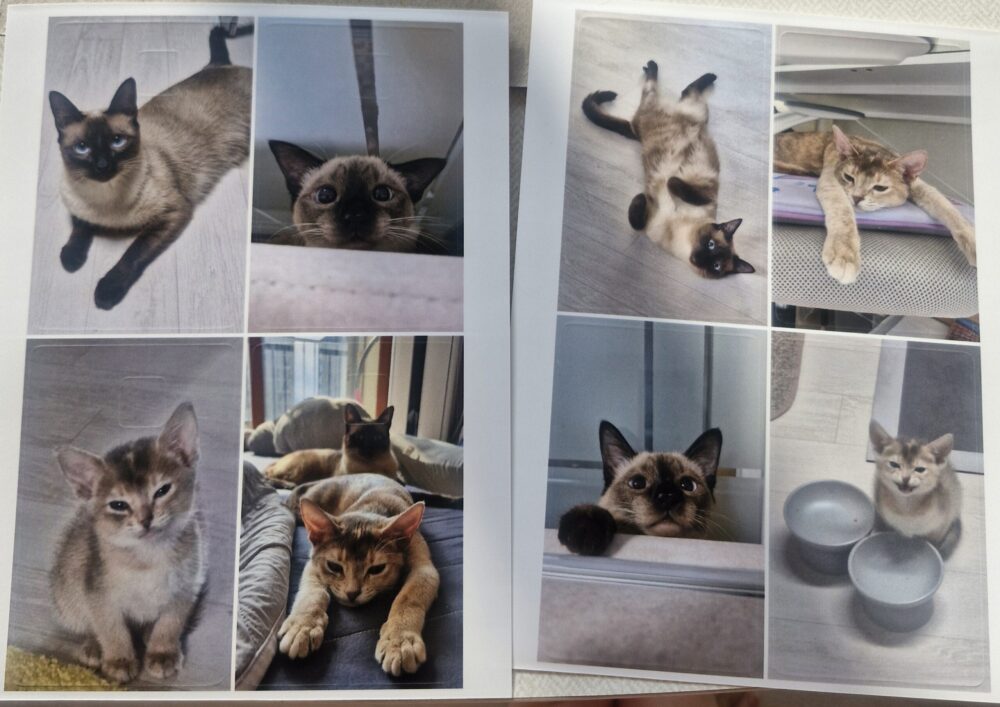 퍼블로그 카드 스티커 고양이