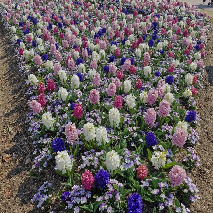 순천만 국가정원 꽃